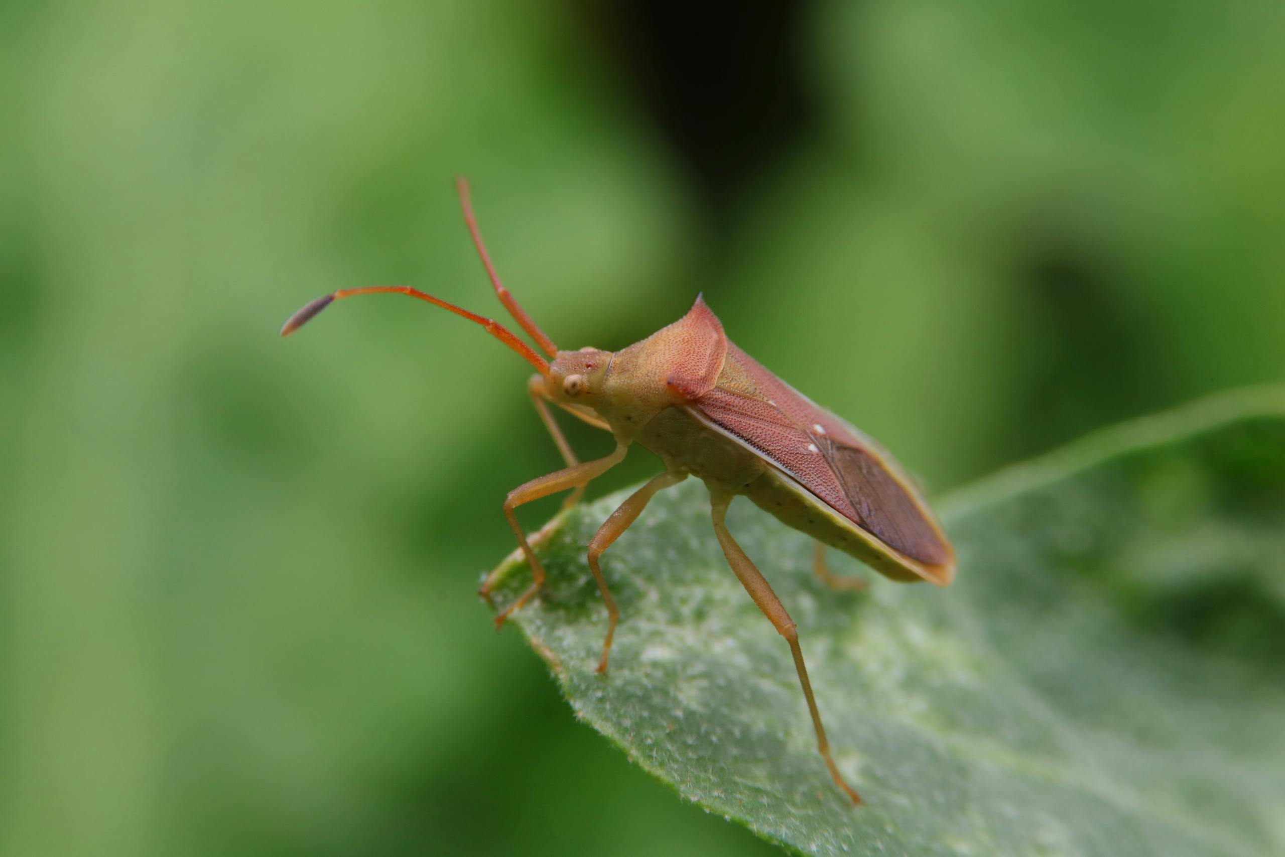 Macro shot of a shield bug resting on a green leaf with blurred background.